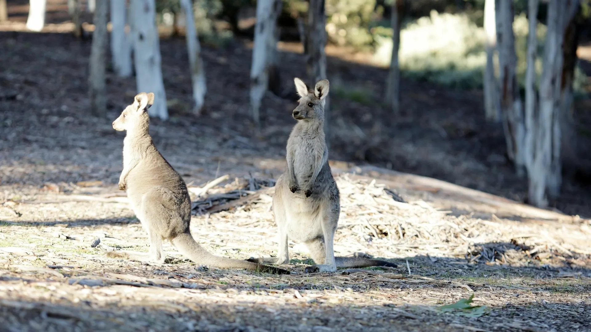 Hostel Unilodge @ Uc Short Stays Canberra